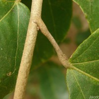 Pityranthe verrucosa Thwaites